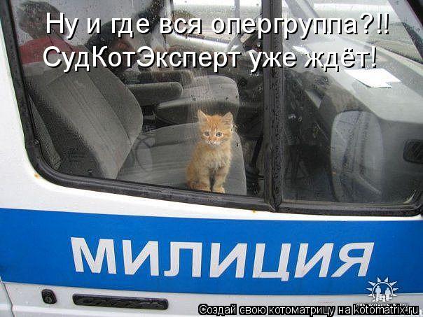 Ну и где вся опергруппа?!! СудКотЭксперт уже ждёт!... Котоматрица: Ну и где вся опергруппа?!! СудКотЭксперт уже ждёт!