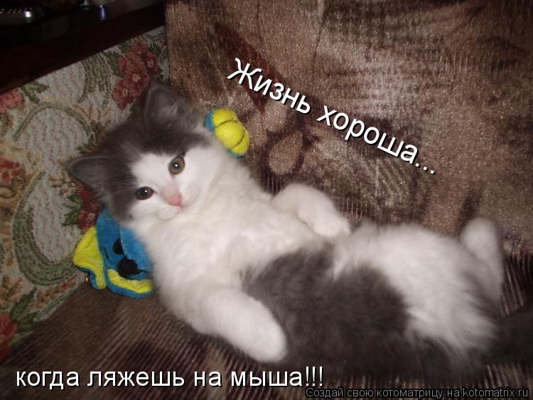 Жизнь хороша... когда ляжешь на мыша!!!... Котоматрица: Жизнь хороша... когда ляжешь на мыша!!!