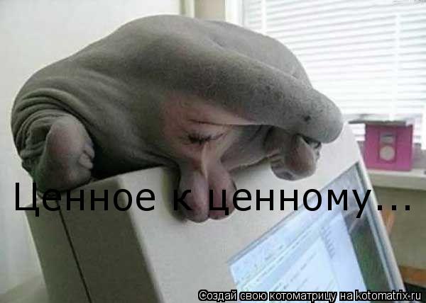 Ценное к ценному...... Котоматрица: Ценное к ценному...