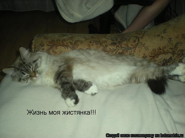 Жизнь моя жистянка!!!... Котоматрица: Жизнь моя жистянка!!!