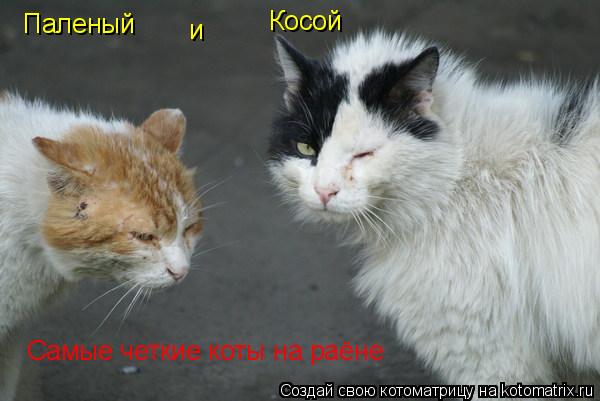 Котоматрица: Самые четкие коты на раёне Паленый и Косой