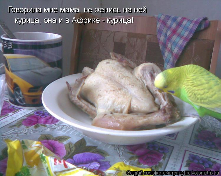 Котоматрица: Говорила мне мама, не женись на ней курица, она и в Африке - курица!