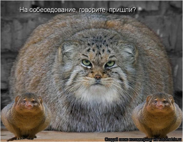 Котоматрица: На собеседование, говорите, пришли?
