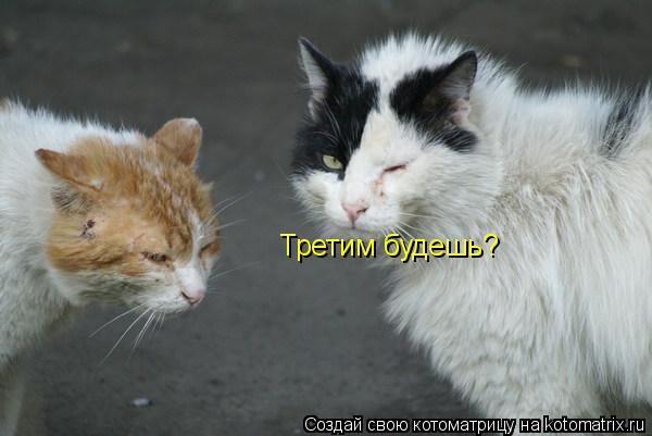 Котоматрица: Третим будешь?