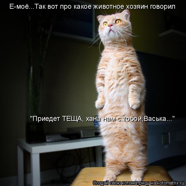 Котоматрица: ТЕЩА Е-моё...Так вот про какое животное хозяин говорил "Приедет ТЕЩА, хана нам с тобой,Васька..."