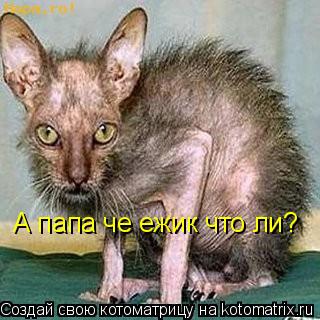 Котоматрица: А папа че ежик что ли?