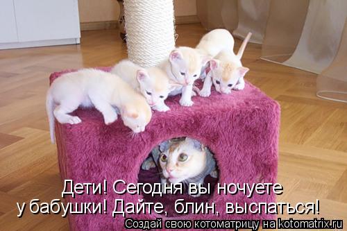 Дети! Сегодня вы ночуете у бабушки! Дайте, блин, выспаться!... Котоматрица: Дети! Сегодня вы ночуете у бабушки! Дайте, блин, выспаться!
