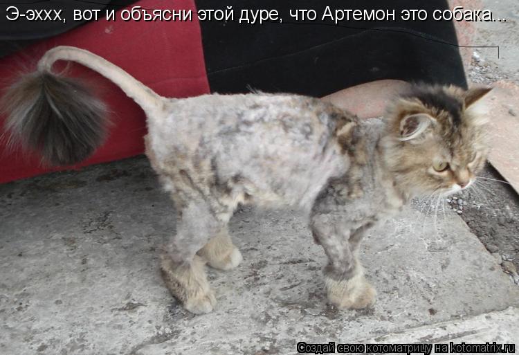 Э-эххх, вот и объясни этой дуре, что Артемон это собака...... Котоматрица: Э-эххх, вот и объясни этой дуре, что Артемон это собака...