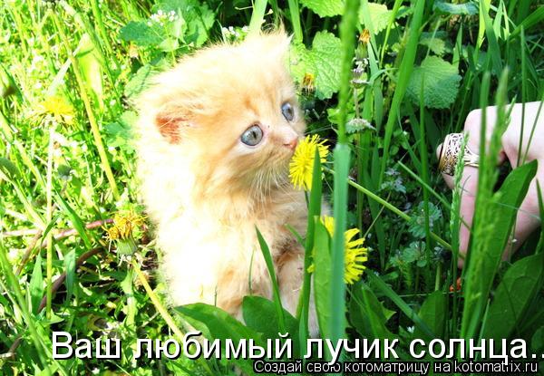 Ваш любимый лучик солнца...... Котоматрица: Ваш любимый лучик солнца...