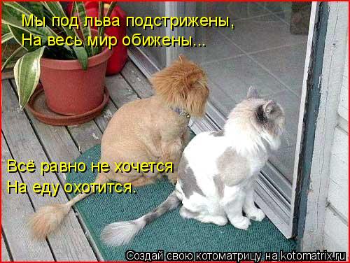 Мы под льва подстрижены, На весь мир обижены... Всё равно не хочется На еду охотится.... Котоматрица: Мы под льва подстрижены, На весь мир обижены... Всё равно не хочется На еду охотится.