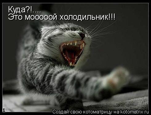 Куда?!.... Это мооооой холодильник!!!... Котоматрица: Куда?!.... Это мооооой холодильник!!!