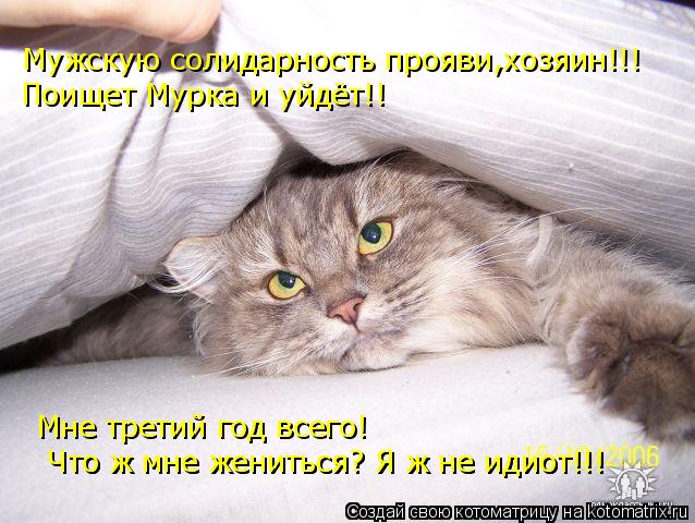 Мужскую солидарность прояви,хозяин!!! Поищет Мурка и уйдёт!! Мне третий год всего! Что ж мне женить... Котоматрица: Мужскую солидарность прояви,хозяин!!! Поищет Мурка и уйдёт!! Мне третий год всего! Что ж мне жениться? Я ж не идиот!!! Что ж мне жениться? Я ж н