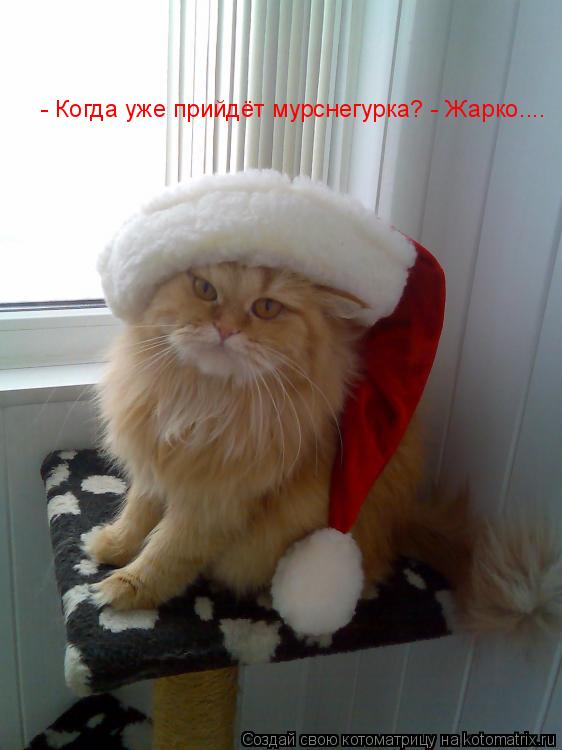 - Когда уже прийдёт мурснегурка? - Жарко....... Котоматрица: - Когда уже прийдёт мурснегурка? - Жарко....