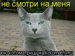 не смотри на меня... Котоматрица: не смотри на меня