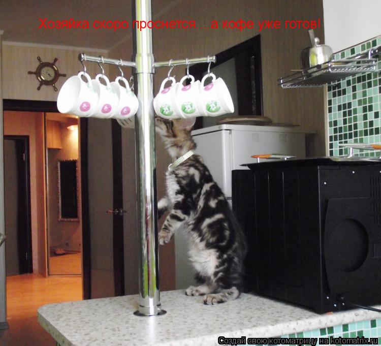 Хозяйка скоро проснется....а кофе уже готов!... Котоматрица: Хозяйка скоро проснется....а кофе уже готов!