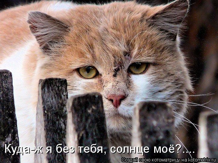 Куда-ж я без тебя, солнце моё?....... Котоматрица: Куда-ж я без тебя, солнце моё?....