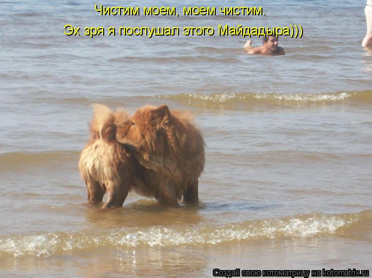 Чистим моем, моем чистим. Эх зря я послушал этого Майдадыра)))... Котоматрица: Чистим моем, моем чистим. Эх зря я послушал этого Майдадыра)))