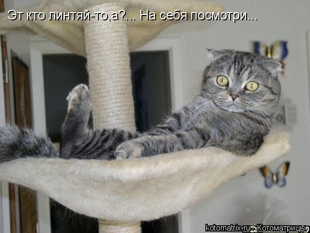 Эт кто линтяй-то,а?... На себя посмотри...... Котоматрица: Эт кто линтяй-то,а?... На себя посмотри...