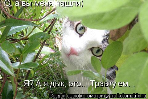 О, а вы меня нашли) Я? А я дык, это... Травку ем...... Котоматрица: О, а вы меня нашли) Я? А я дык, это... Травку ем...