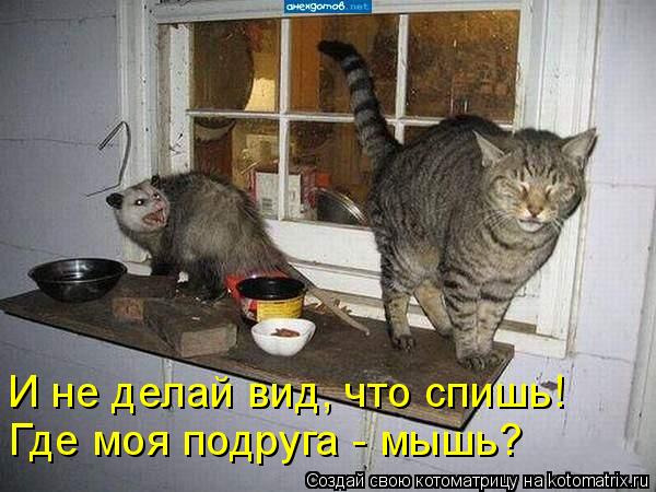 И не делай вид, что спишь! Где моя подруга - мышь?... Котоматрица: И не делай вид, что спишь! Где моя подруга - мышь?