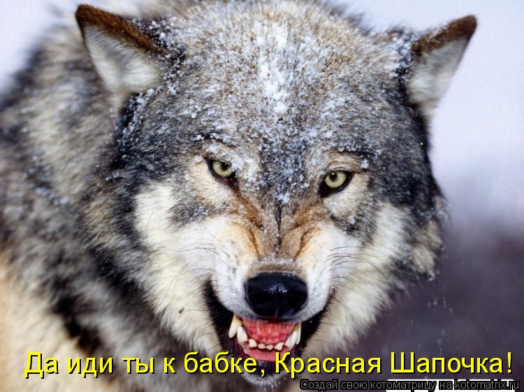 Да иди ты к бабке, Красная Шапочка!... Котоматрица: Да иди ты к бабке, Красная Шапочка!