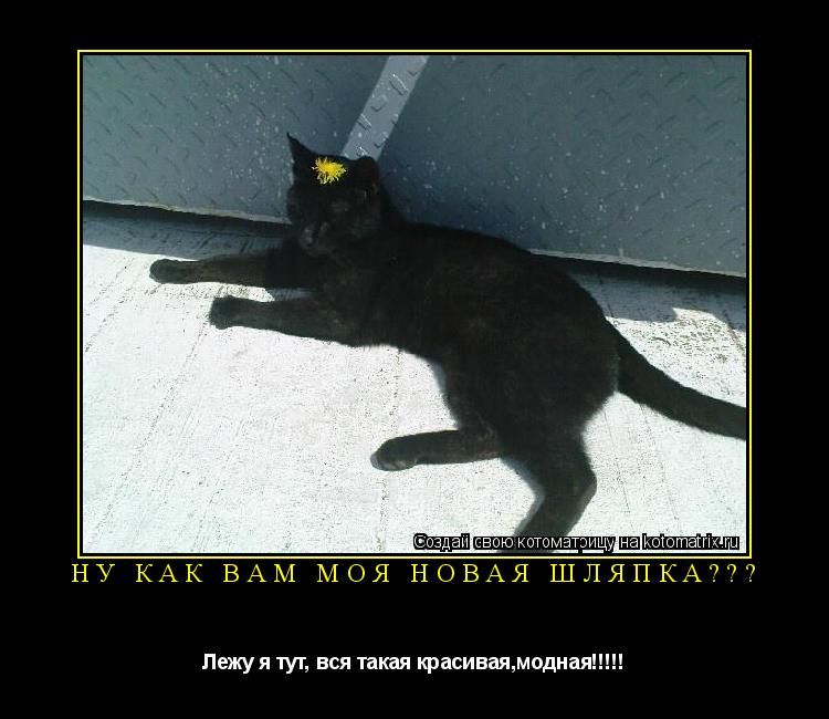 Ну как вам моя новая шляпка??? Лежу я тут, вся такая красивая,модная!!!!!... Котоматрица: Ну как вам моя новая шляпка??? Лежу я тут, вся такая красивая,модная!!!!!