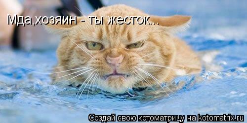 Мда,хозяин - ты жесток...... Котоматрица: Мда,хозяин - ты жесток...