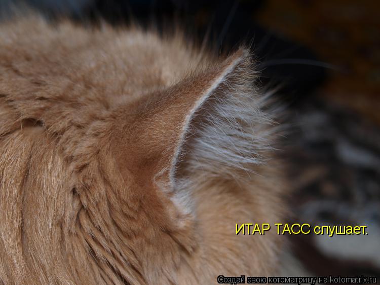 ИТАР ТАСС слушает.... Котоматрица: ИТАР ТАСС слушает.