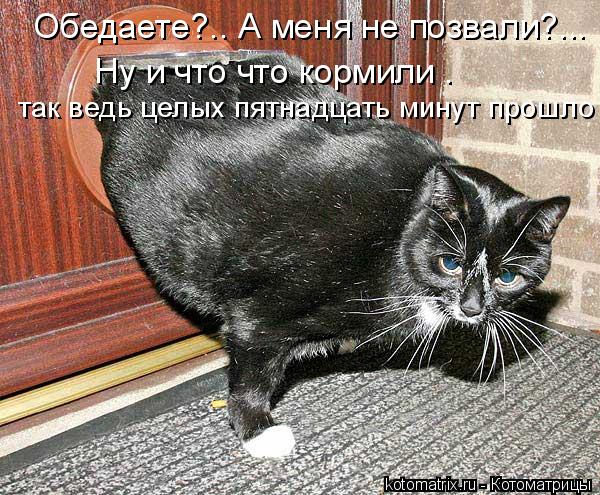 Обедаете?.. А меня не позвали?... Ну и что что кормили . так ведь целых пятнадцать минут прошло... Котоматрица: Обедаете?.. А меня не позвали?... Ну и что что кормили . так ведь целых пятнадцать минут прошло