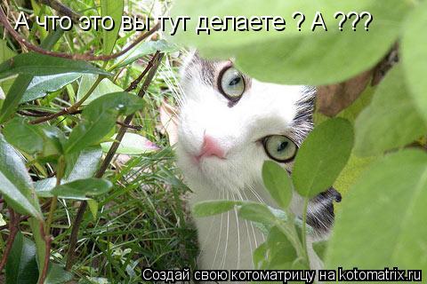 А что это вы тут делаете ? А ???... Котоматрица: А что это вы тут делаете ? А ???