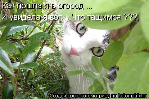 Как пошла я в огород ... И увидела я вот ...Что тащимся ???... Котоматрица: Как пошла я в огород ... И увидела я вот ...Что тащимся ???