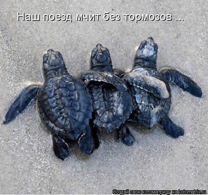Наш поезд мчит без тормозов ...... Котоматрица: Наш поезд мчит без тормозов ...