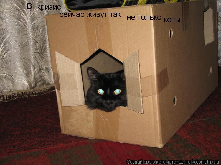В кризис сейчас живут так не только коты... Котоматрица: В кризис сейчас живут так не только коты