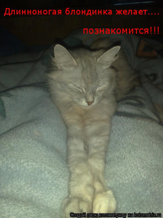 Длинноногая блондинка желает.... познакомится!!!... Котоматрица: Длинноногая блондинка желает.... познакомится!!!