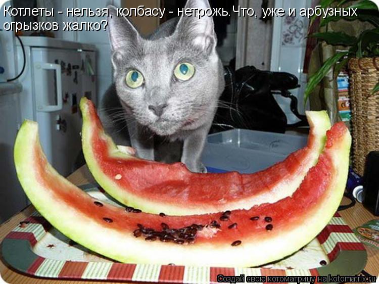 Котлеты - нельзя, колбасу - нетрожь.Что, уже и арбузных огрызков жалко?... Котоматрица: Котлеты - нельзя, колбасу - нетрожь.Что, уже и арбузных огрызков жалко?