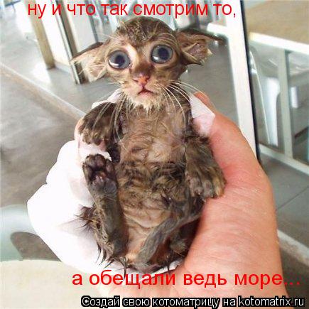 ну и что так смотрим то, а обещали ведь море...... Котоматрица: ну и что так смотрим то, а обещали ведь море...