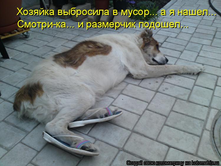 Хозяйка выбросила в мусор... а я нашел... Смотри-ка... и размерчик подошел...... Котоматрица: Хозяйка выбросила в мусор... а я нашел... Смотри-ка... и размерчик подошел...