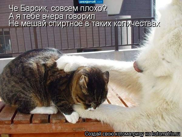 Че Барсик, совсем плохо? А я тебе вчера говорил Не мешай спиртное в таких количествах... Котоматрица: Че Барсик, совсем плохо? А я тебе вчера говорил Не мешай спиртное в таких количествах