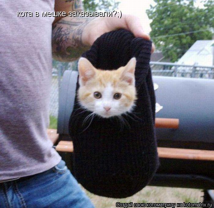 кота в мешке заказывали?;)... Котоматрица: кота в мешке заказывали?;)