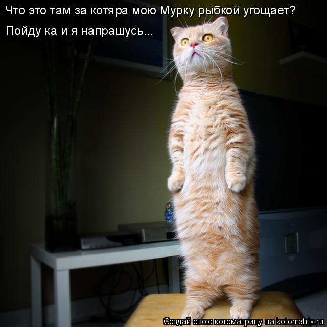 Что это там за котяра мою Мурку рыбкой угощает? Пойду ка и я напрашусь...... Котоматрица: Что это там за котяра мою Мурку рыбкой угощает? Пойду ка и я напрашусь...