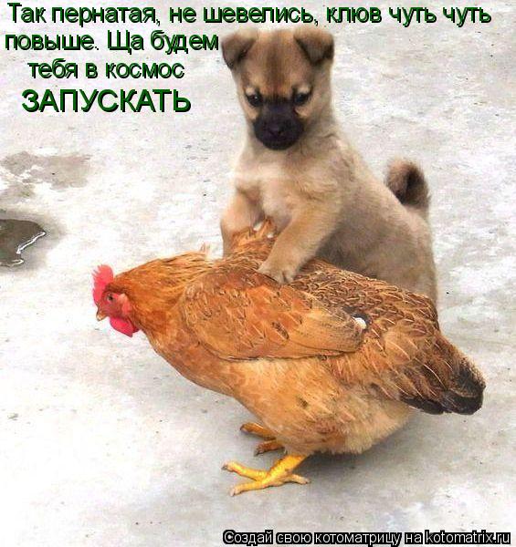 Так пернатая, не шевелись, клюв чуть чуть повыше. Ща будем тебя в космос ЗАПУСКАТЬ... Котоматрица: Так пернатая, не шевелись, клюв чуть чуть повыше. Ща будем тебя в космос ЗАПУСКАТЬ