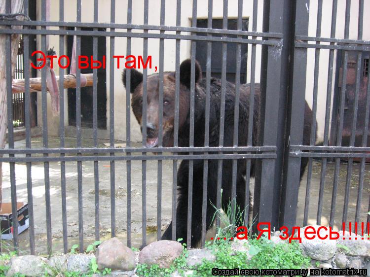 Это вы там, ....а Я здесь!!!!!!... Котоматрица: Это вы там, ....а Я здесь!!!!!!