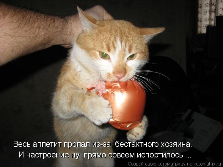 Весь аппетит пропал из-за бестактного хозяина. И настроение ну прямо совсем испортилось ...... Котоматрица: Весь аппетит пропал из-за бестактного хозяина. И настроение ну прямо совсем испортилось ...