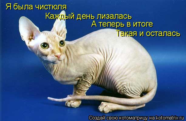 Я была чистюля Каждый день лизалась А теперь в итоге Такая и осталась... Котоматрица: Я была чистюля Каждый день лизалась А теперь в итоге Такая и осталась