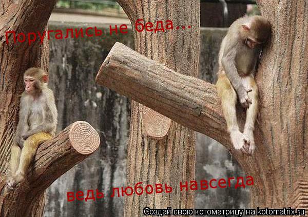 Поругались не беда... ведь любовь навсегда... Котоматрица: Поругались не беда... ведь любовь навсегда