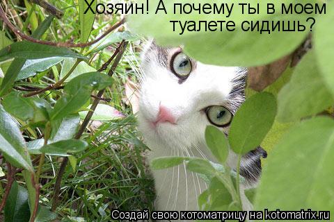Хозяин! А почему ты в моем туалете сидишь?... Котоматрица: Хозяин! А почему ты в моем туалете сидишь?