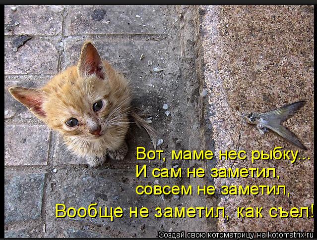Вот, маме нес рыбку... И сам не заметил, совсем не заметил, Вообще не заметил, как съел!... Котоматрица: Вот, маме нес рыбку... И сам не заметил, совсем не заметил, Вообще не заметил, как съел!