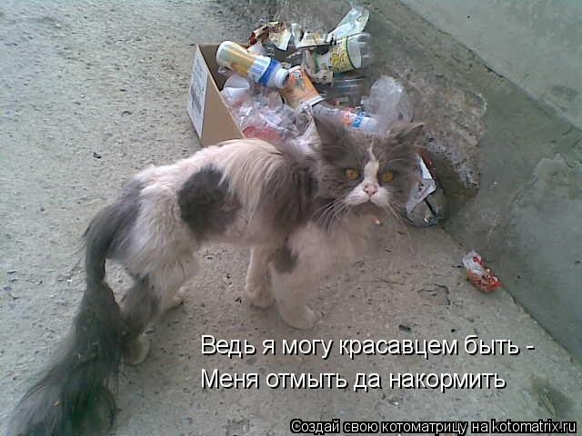 Ведь я могу красавцем быть - Меня отмыть да накормить... Котоматрица: Ведь я могу красавцем быть - Меня отмыть да накормить