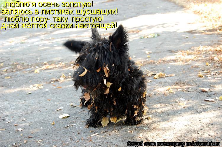 люблю я осень золотую! валяюсь в листиках шуршащих! люблю пору- таку, простую! дней жёлтой сказки нас... Котоматрица: люблю я осень золотую! валяюсь в листиках шуршащих! люблю пору- таку, простую! дней жёлтой сказки настоящей!