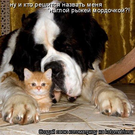 ну и кто решится назвать меня "наглой рыжей мордочкой?!... Котоматрица: ну и кто решится назвать меня "наглой рыжей мордочкой?!